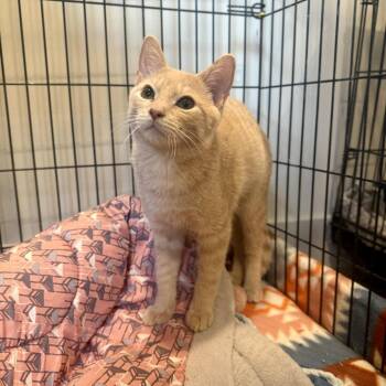 Hoops -  Domestic Short Hair Cat for Adoption in Louisville, Kentucky - Hoops | PetCurious