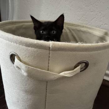 PROVOLONE -  Domestic Short Hair Cat for Adoption in Kyle, Texas - PROVOLONE | PetCurious