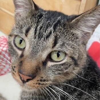 Rescue Domestic Short Hair Cats for Adoption in Los Angeles, California - Muneco | PetCurious