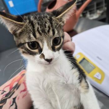 Michael -  Domestic Short Hair Cat for Adoption in Montgomery, Alabama - Michael | PetCurious