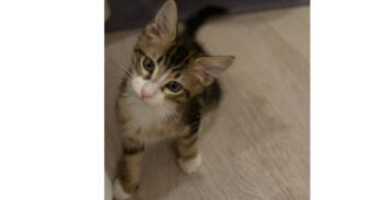 Rescue Domestic Medium Hair Cats for Adoption in Dallas, Texas - Biron | PetCurious