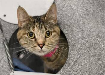 RUBY -  Domestic Short Hair Cat for Adoption in Colorado Springs, Colorado - RUBY | PetCurious