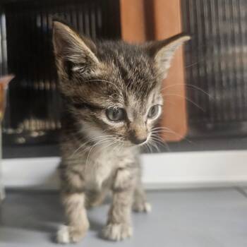 River -  Domestic Long Hair Cat for Adoption in Mount Vernon, Arkansas - River | PetCurious