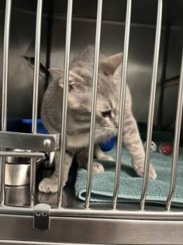 Jerry -  Domestic Short Hair Cat for Adoption in Fishers, Indiana - Jerry | PetCurious