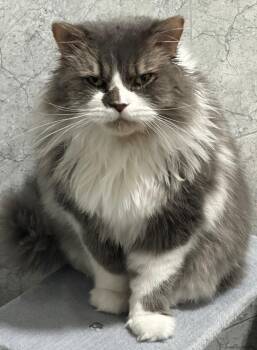 Persian Cats Available for Adoption in Snow Hill, Maryland - Mink | PetCurious