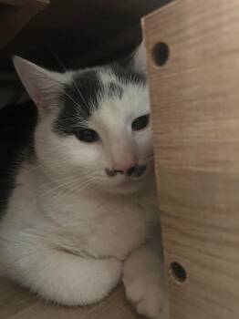 Domestic Short Hair Cats Available for Adoption in Holbrook, New York - DAPPER | PetCurious