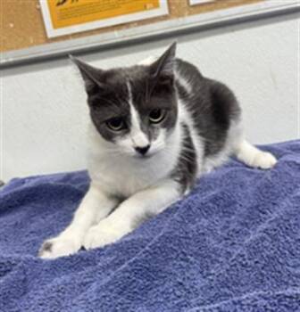 YUKI -  Domestic Short Hair Cat for Adoption in Camarillo, California - YUKI | PetCurious