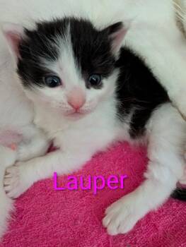 Domestic Short Hair Cats Available for Adoption in New Bern, North Carolina - LAUPER Kitten | PetCurious