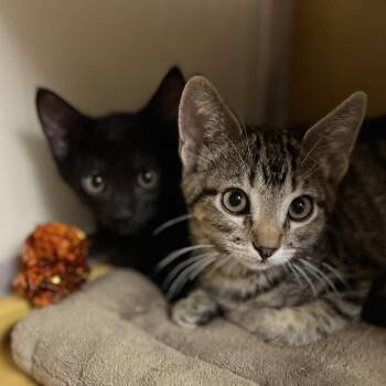 Grasshopper 54300 -  Domestic Short Hair Cat for Adoption in Las Vegas, Nevada - Grasshopper 54300 | PetCurious