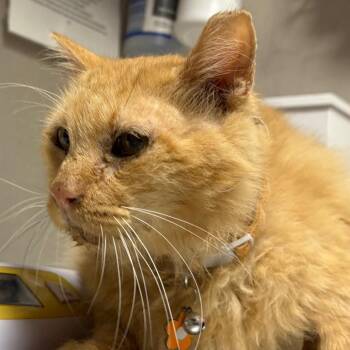 Dusty -  Domestic Short Hair Cat for Adoption in Yuma, Arizona - Dusty | PetCurious