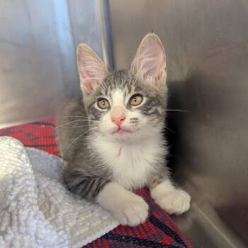 Teeter Totter -  Domestic Short Hair Cat for Adoption in Goleta, California - Teeter Totter | PetCurious