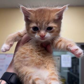 Domestic Short Hair Cats Available for Adoption in Lynchburg, Virginia - Paris | PetCurious