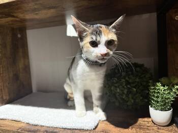 Molly -  Domestic Short Hair Cat for Adoption in Lewisburg, Pennsylvania - Molly | PetCurious