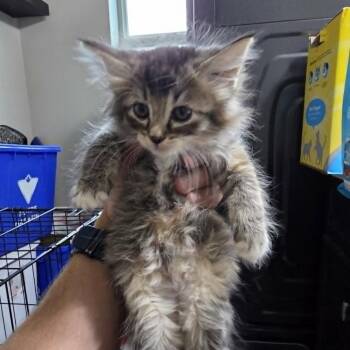 New Baby 6 -  Domestic Medium Hair Cat for Adoption in Maple Falls, Washington - New Baby 6 | PetCurious
