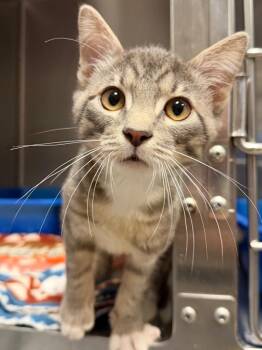 Panacur (Petsmart) -  Domestic Short Hair Cat for Adoption in Ocala, Florida - Panacur (Petsmart) | PetCurious