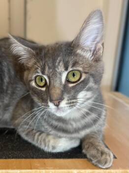 Shasta (needs to be adopted with littermate) -  Domestic Short Hair Cat for Adoption in Oakland, California - Shasta (needs To Be Adopted With Littermate) | PetCurious