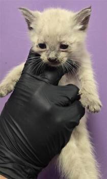 61606749 -  Domestic Short Hair Cat for Adoption in El Paso, Texas - 61606749 | PetCurious