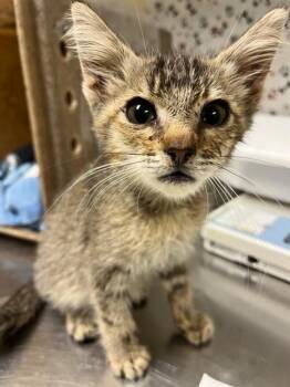 BUD -  Domestic Short Hair Cat for Adoption in Riverside, California - BUD | PetCurious