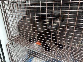 Domestic Short Hair Cats Available for Adoption in Houston, Texas - A654698 | PetCurious