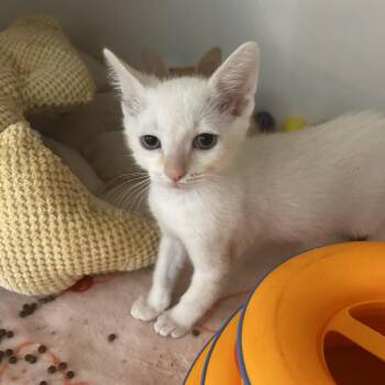 Domestic Short Hair Cats Available for Adoption in Phoenix, Arizona - Winky | PetCurious