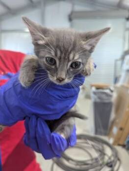 JEFRI -  Domestic Short Hair Cat for Adoption in San Bernardino, California - JEFRI | PetCurious