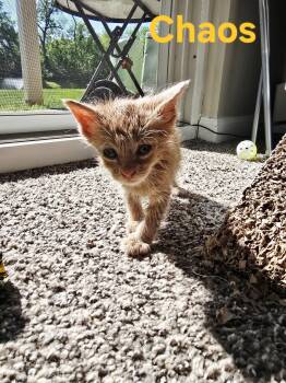 Domestic Medium Hair and Tabby Cats Available for Adoption in Livonia, Michigan - C323 Litter Chaos | PetCurious