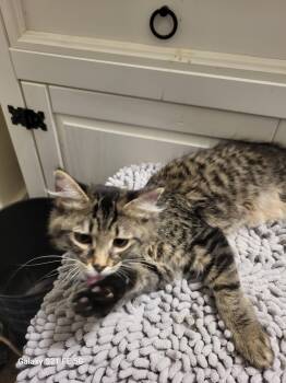 Rescue Domestic Long Hair Cats for Adoption in West Mifflin, Pennsylvania - Kool | PetCurious