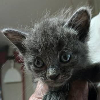 Domestic Medium Hair Cats Available for Adoption in Bulverde, Texas - Chrome | PetCurious