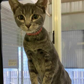 Radish -  Domestic Short Hair Cat for Adoption in Monroe, Louisiana - Radish | PetCurious