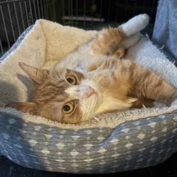 Domestic Medium Hair Cats Available for Adoption - Lucien | PetCurious