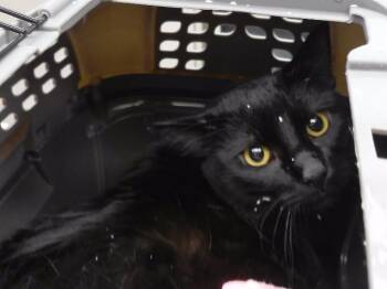 SNYPER -  Domestic Short Hair Cat for Adoption in Omaha, Nebraska - SNYPER | PetCurious