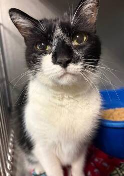 Domestic Short Hair Cats Available for Adoption - Cookie | PetCurious