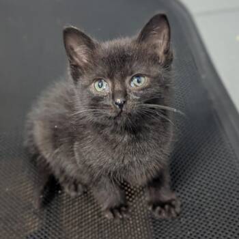 Pharoah Ant -  Domestic Short Hair Cat for Adoption in Westminster, California - Pharoah Ant | PetCurious