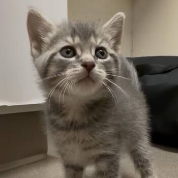 Tofu -  Domestic Short Hair Cat for Adoption in Middlebury, Vermont - Tofu | PetCurious