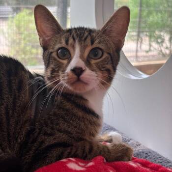 Ritz Cracker -  Domestic Short Hair Cat for Adoption in League City, Texas - Ritz Cracker | PetCurious
