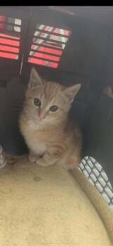 Rescue Domestic Short Hair Cats for Adoption in Clymer, Pennsylvania - Stuffin | PetCurious