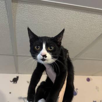 WADDLES -  Domestic Short Hair Cat for Adoption in Hamilton Township, New Jersey - WADDLES | PetCurious