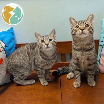 Bianca (Left) -  Domestic Short Hair Cat for Adoption in Toledo, Ohio - Bianca (Left) | PetCurious