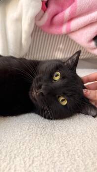 Tom II -  Domestic Short Hair Cat for Adoption in Houston, Texas - Tom II | PetCurious