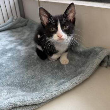Sugar -  Domestic Short Hair Cat for Adoption in Goleta, California - Sugar | PetCurious