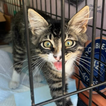 Rescue Domestic Long Hair Cats for Adoption in Costa Mesa, California - Charlie | PetCurious