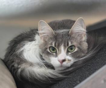 Domestic Medium Hair Cats Available for Adoption in Palmer, Alaska - Memory | PetCurious