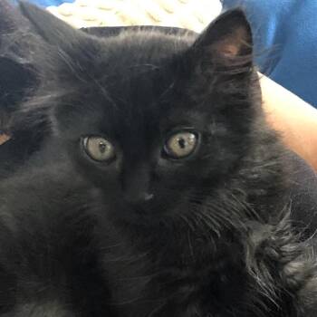 Shimmer -  Domestic Long Hair Cat for Adoption in Lenexa, Kansas - Shimmer | PetCurious