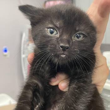 Haze -  Domestic Short Hair Cat for Adoption in Port Charlotte, Florida - Haze | PetCurious