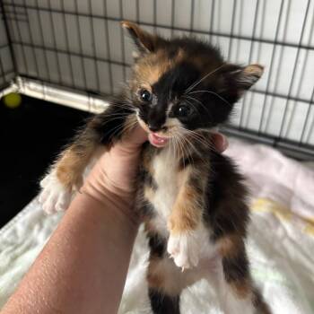 Tuffy 2 -  Domestic Short Hair Cat for Adoption in Bulverde, Texas - Tuffy 2 | PetCurious