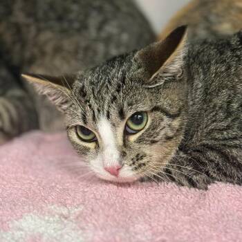 Etta -  Domestic Short Hair Cat for Adoption in Martinsville, Virginia - Etta | PetCurious