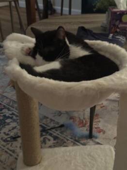 Moona -  Domestic Short Hair Cat for Adoption in New York, New York - Moona | PetCurious