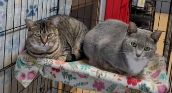 Pie & Saline (Spayed) (Bonded Pair) Photos September 9th 2026) -  Tabby and Domestic Short Hair Cat for Adoption in Marietta, Ohio - Pie & Saline (Spayed) (Bonded Pair) Photos September 9th 2026) | PetCurious
