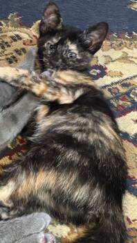 Annie -  Domestic Short Hair Cat for Adoption in San Antonio, Texas - Annie | PetCurious