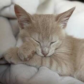 Lucky -  Domestic Short Hair Cat for Adoption in Cumming, Georgia - Lucky | PetCurious